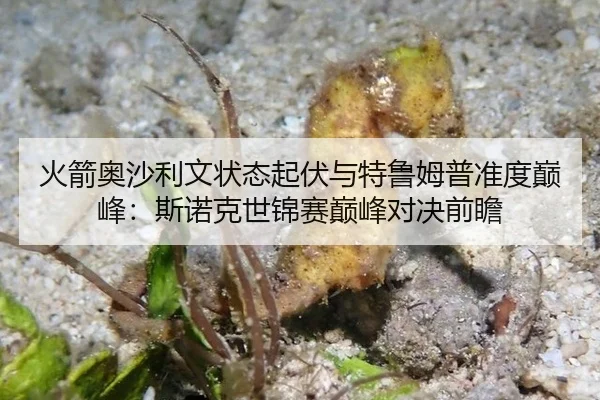 火箭奥沙利文状态起伏与特鲁姆普准度巅峰：斯诺克世锦赛巅峰对决前瞻